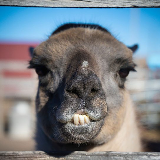 What Does It Mean to Have a Bad Bite? - MyOrthodontist - MyOrthodontist -